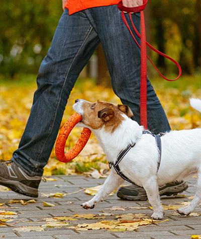 Accessoires animaux