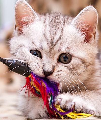 Jouets pour animaux